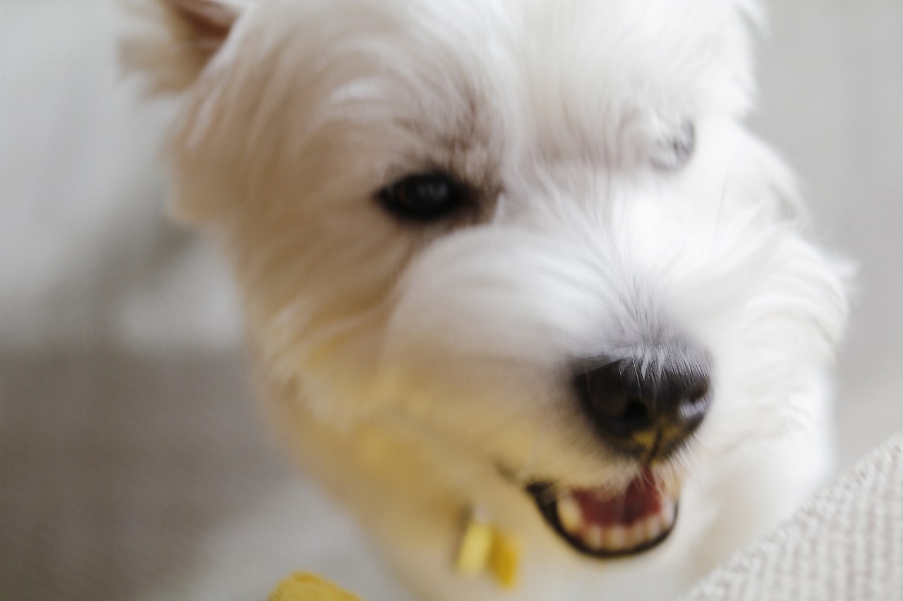 アトピー性皮膚炎 亜鉛を補充ってみる たかシェフのおうちごはん と 白い犬 と チワワ Powered By ライブドアブログ アトピー性皮膚炎 亜鉛を補充ってみる たかシェフのおうちごはん と 白い犬 と チワワ Powered By ライブドアブログ