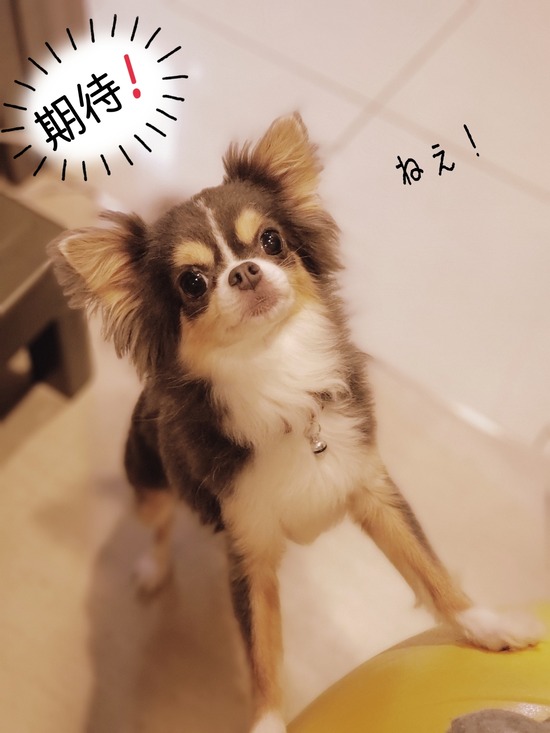 【犬】連休の朝　　～飼い主の気付き～