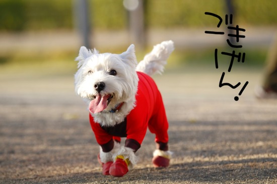 【閲覧注意(笑)】ガウガウ