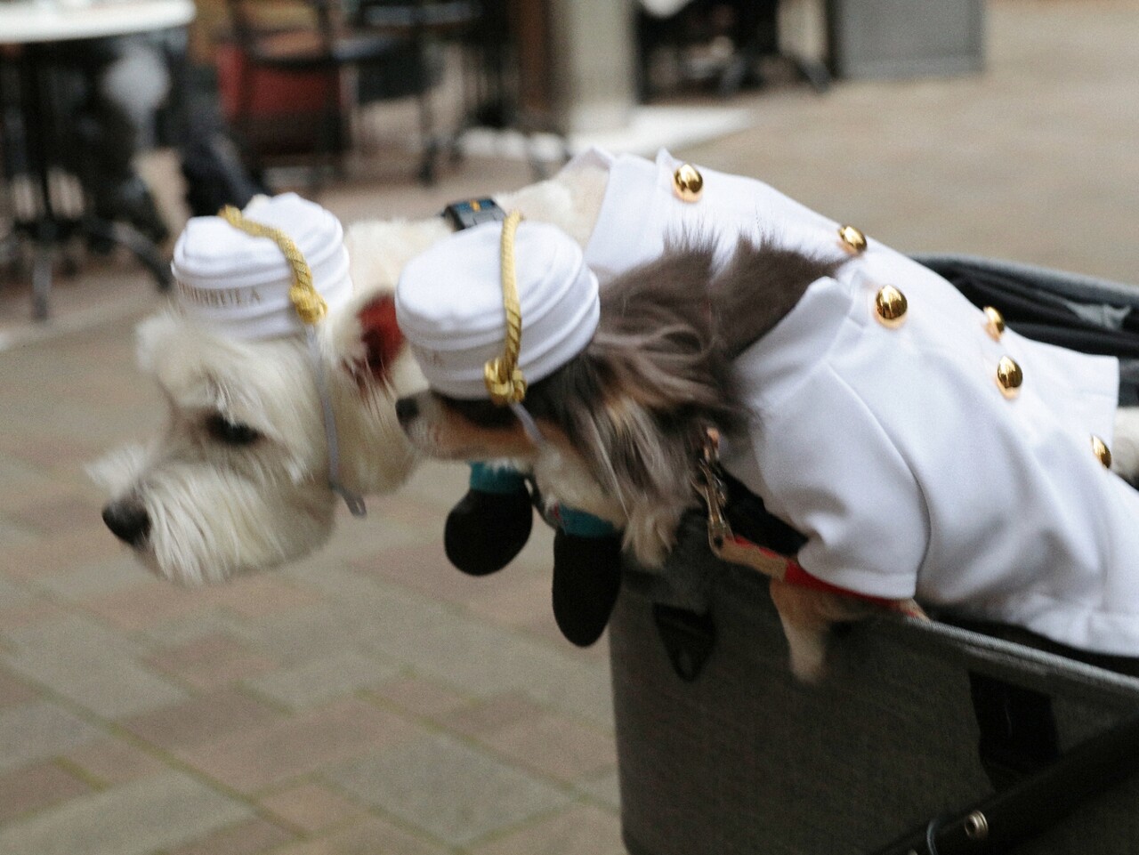 犬とおでかけ ペニンシュラ東京 たかシェフのおうちごはん と 白い犬 と チワワ Powered By ライブドアブログ