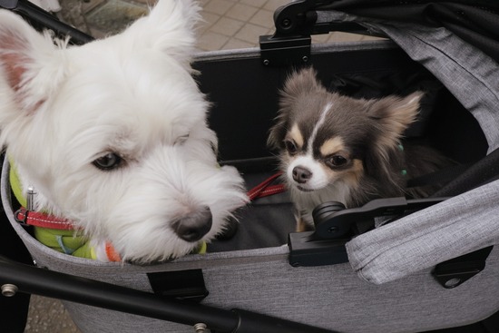 【チワワ】ルーティーン