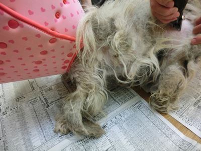 ブランカ引き取り