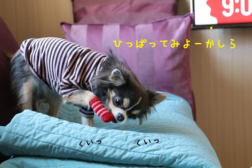 [画像:72413016-s.jpg]