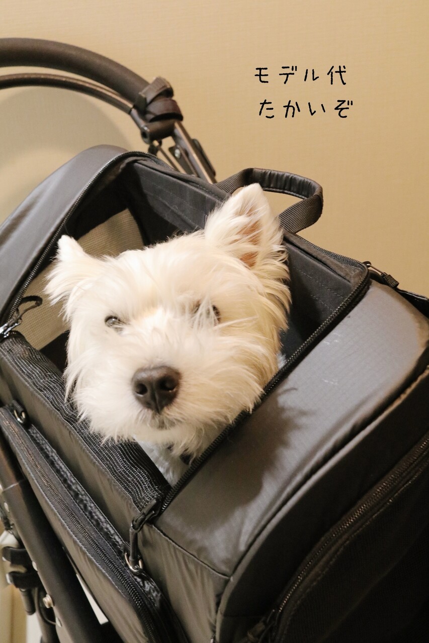 妄想 少し大きい犬が新幹線に乗る方法を考える たかシェフのおうちごはん と 白い犬 と チワワ Powered By ライブドアブログ 妄想 少し大きい犬が新幹線に乗る方法を考える たかシェフのおうちごはん と 白い犬 と チワワ Powered By ライブドアブログ