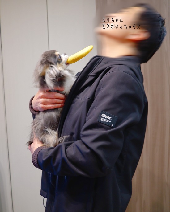 飼い主に近付けないチワワ(笑)