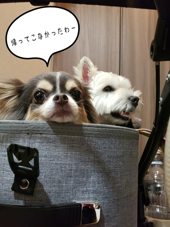 21-06-17-10-46-59-572_deco