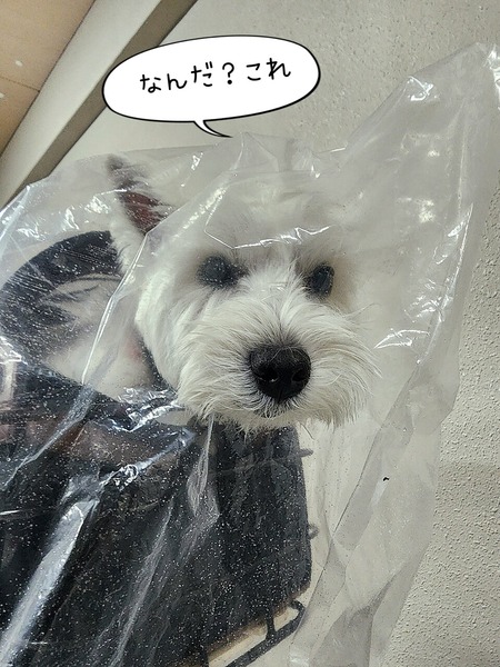 25-12-27-11-12-57-524_deco