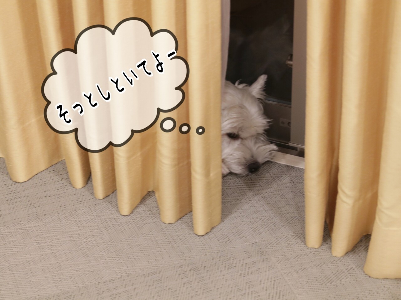 犬 狭いうちの中で 犬が隠れた場所は たかシェフのおうちごはん と 白い犬 と チワワ Powered By ライブドアブログ