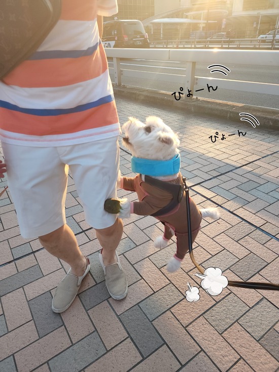 わがやの犬の癖