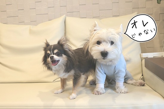 オレは、無実です