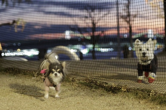 豊洲ドッグランに行ったよ