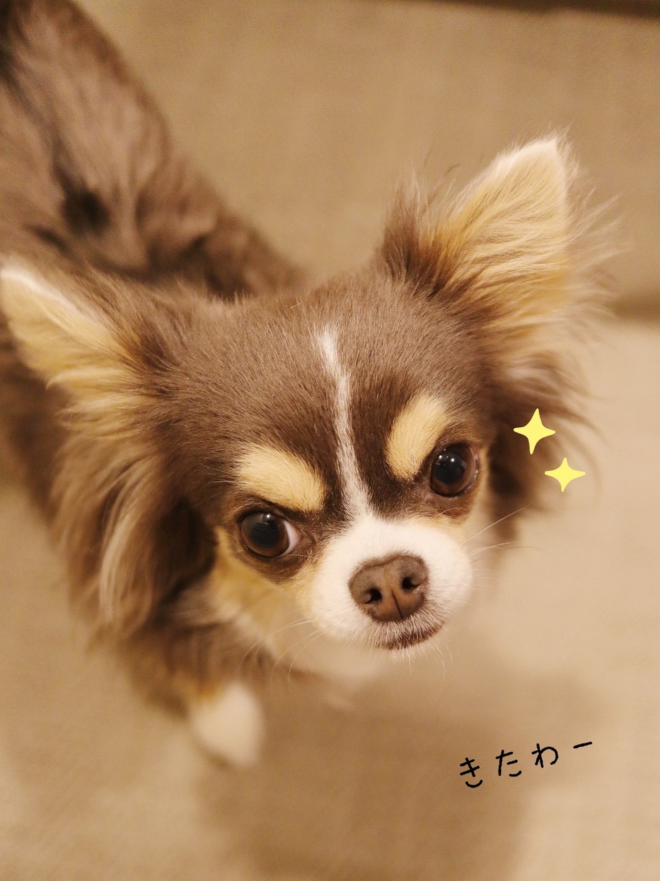 チワワ 平成最後の朝のチワワ たかシェフのおうちごはん と 白い犬 と チワワ Powered By ライブドアブログ チワワ 平成最後の朝のチワワ たかシェフのおうちごはん と 白い犬 と チワワ Powered By ライブドアブログ