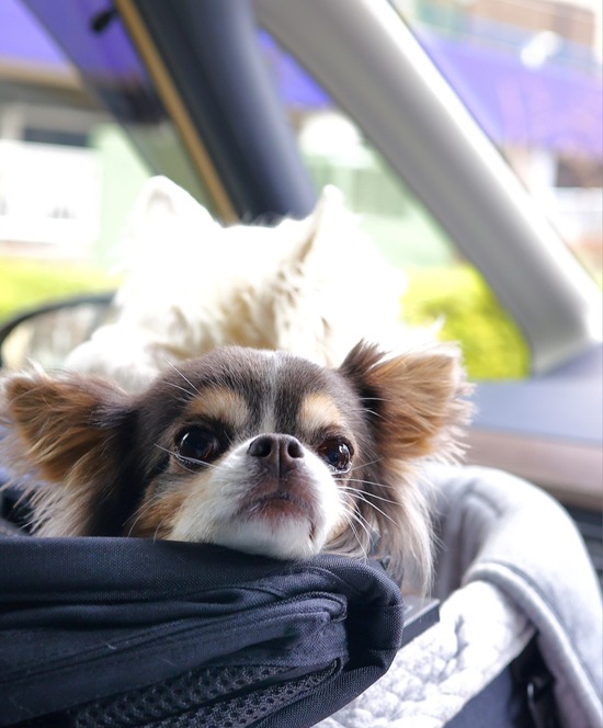 「高い犬」と言われたのだが。チワワの「イザベラ」に隠された真実と、私が思う命の価値