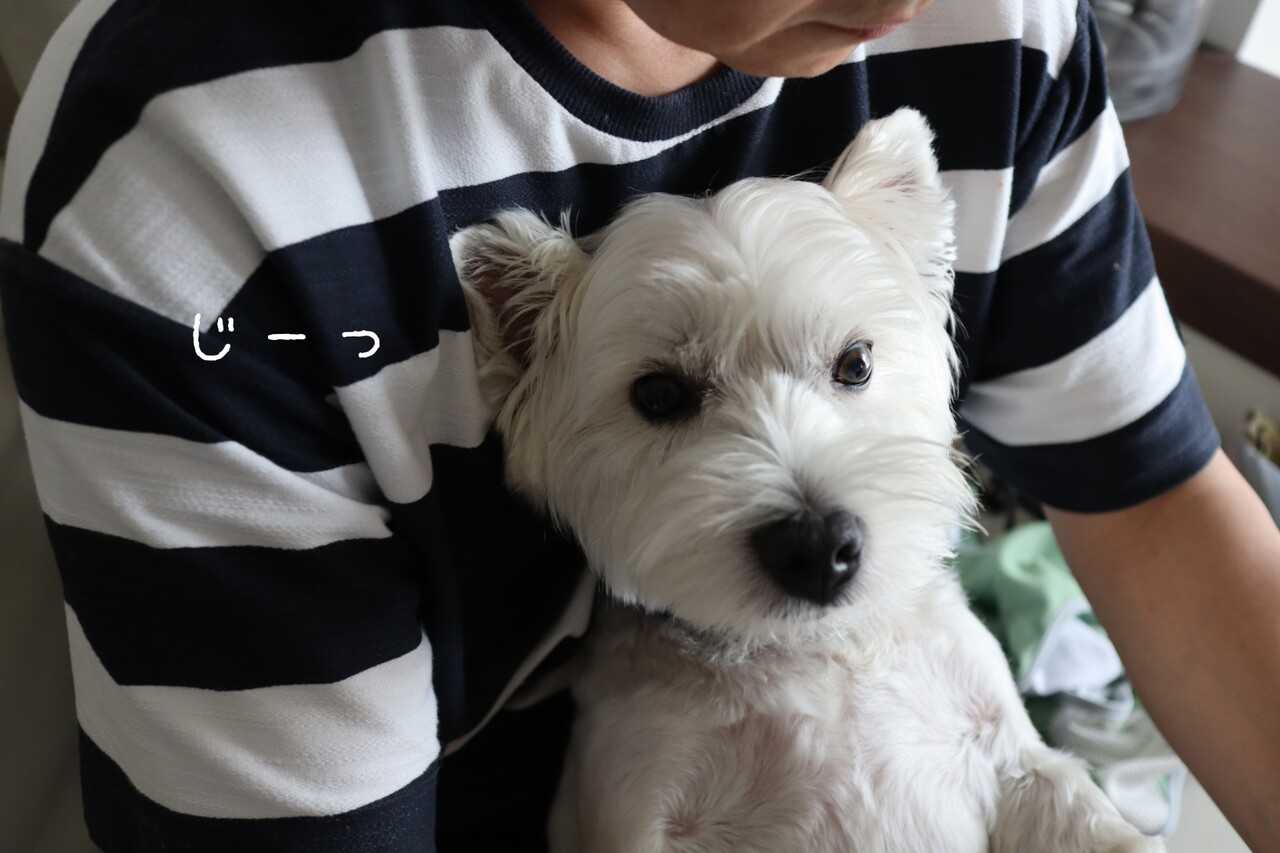 信用ない飼い主 たかシェフのおうちごはん と 白い犬 と チワワ Powered By ライブドアブログ