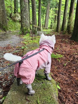 【レインコート】かっこいいピンク男子に、憧れて。