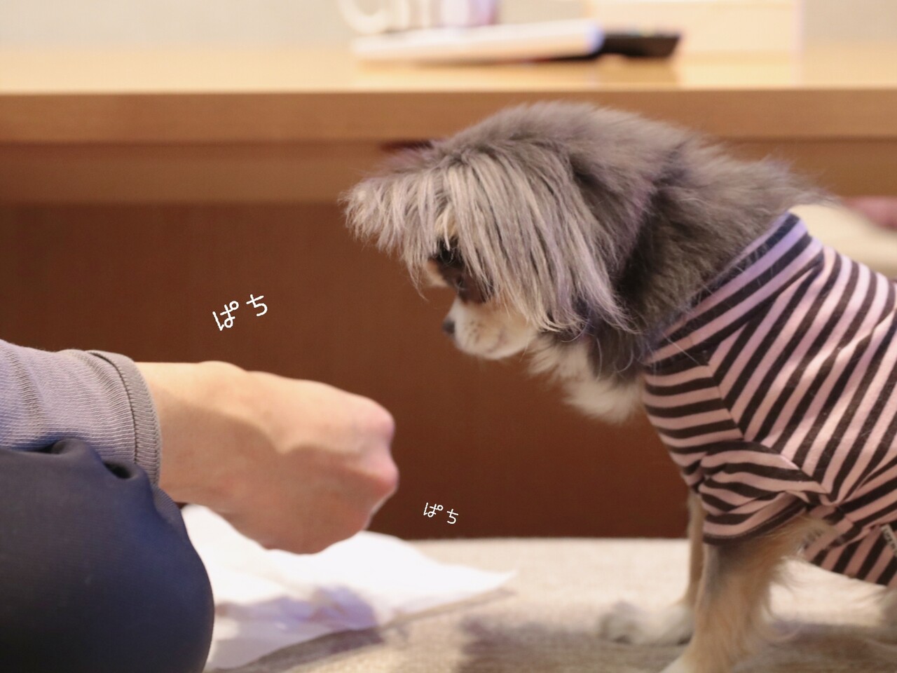 チワワ ほのぼのな時 と まりちゃんのお誕生日プレゼントの検討 たかシェフのおうちごはん と 白い犬 と チワワ Powered By ライブドアブログ