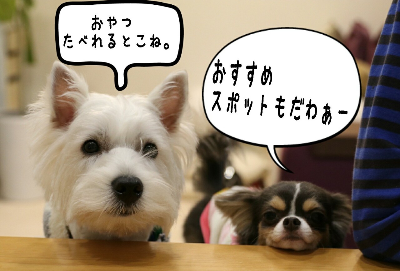 1 28追記しました 伊豆の情報を教えてくださ い たかシェフのおうちごはん と 白い犬 と チワワ Powered By ライブドアブログ