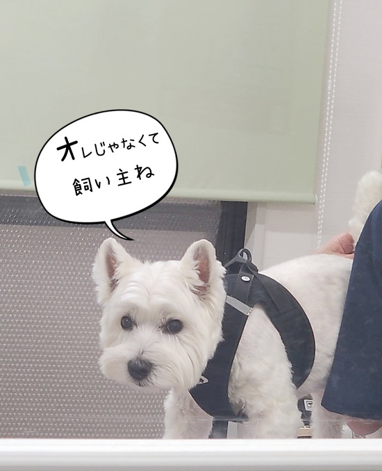 脂漏性皮膚炎になりました。
