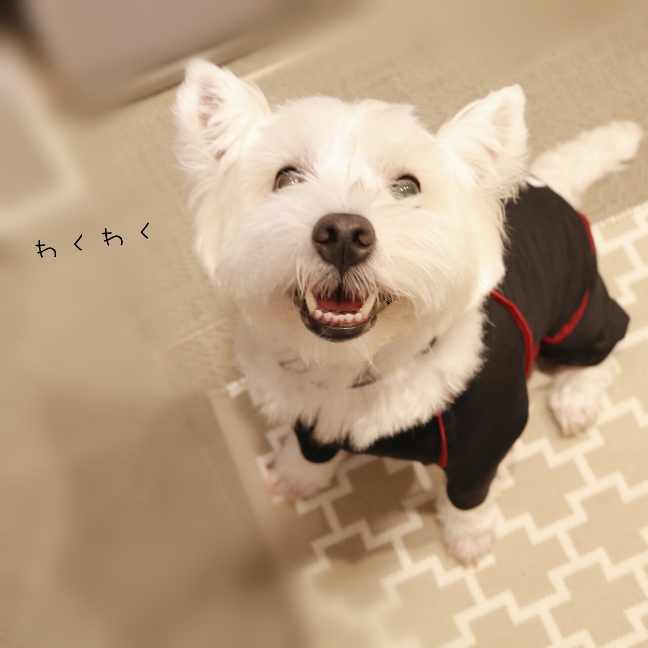 犬 飼い主ともども食いしん坊 たかシェフのおうちごはん と 白い犬 と チワワ Powered By ライブドアブログ 犬 飼い主ともども食いしん坊 たかシェフのおうちごはん と 白い犬 と チワワ Powered By ライブドアブログ