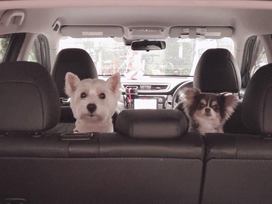 【ウエスティ＆チワワ】頑張ってきました