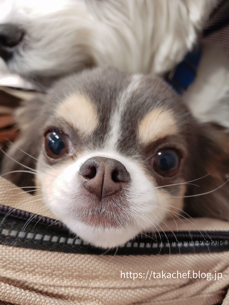 脱毛 ですか いや 心配ご無用です たかシェフのおうちごはん と 白い犬 と チワワ Powered By ライブドアブログ 脱毛 ですか いや 心配ご無用です たかシェフのおうちごはん と 白い犬 と チワワ Powered By ライブドアブログ