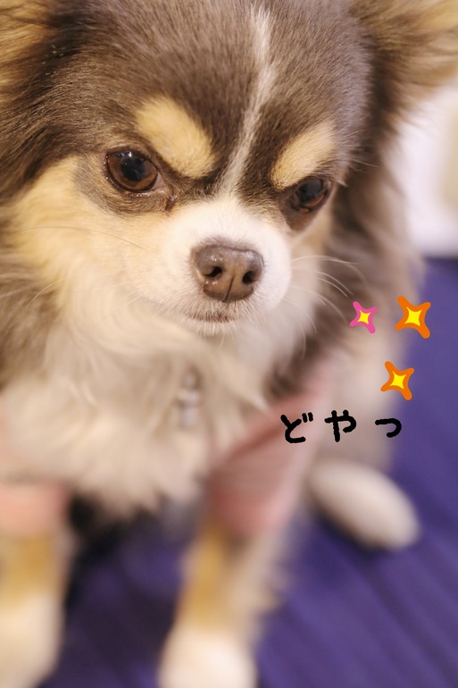 【チワワ】弟を探すチワワ　その③