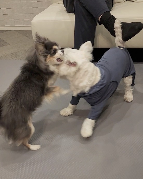 25-11-04-09-45-39-361_deco