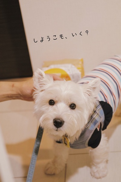 【犬】あさんぽ