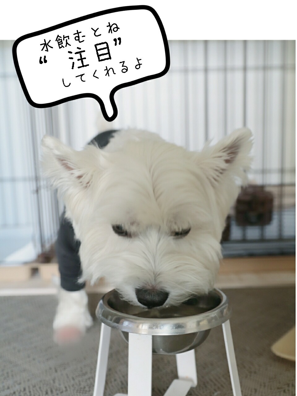 犬 やけくそ水 いじけ水 とも言う たかシェフのおうちごはん と 白い犬 と チワワ Powered By ライブドアブログ