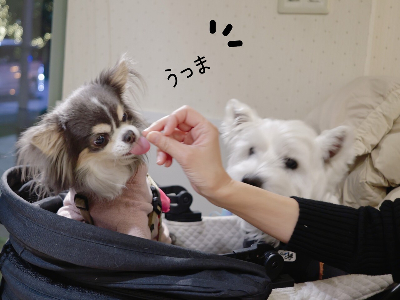 まりちゃん、11歳になりました : たかシェフのおうちごはん。と