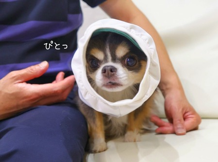 暑さ対策 黒犬 チワワ