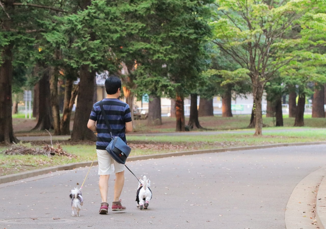 日記 代々木公園に自転車でいきたい たかシェフのおうちごはん と 白い犬 と チワワ Powered By ライブドアブログ
