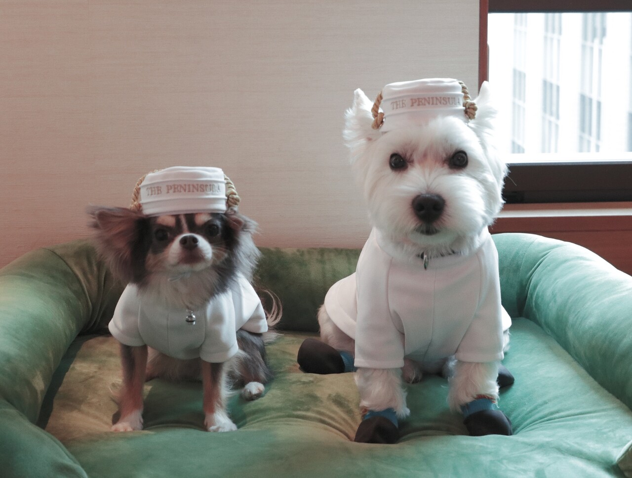 犬と旅 ホテルついたぞ たかシェフのおうちごはん と 白い犬 と チワワ Powered By ライブドアブログ 犬と旅 ホテルついたぞ たかシェフのおうちごはん と 白い犬 と チワワ Powered By ライブドアブログ