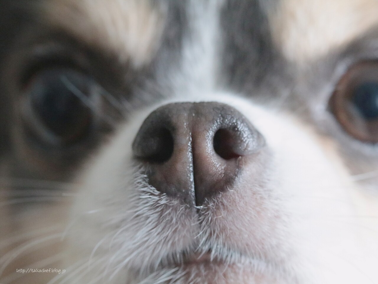 犬の嗅覚についての飼い主の勘違い たかシェフのおうちごはん と 白い犬 と チワワ Powered By ライブドアブログ