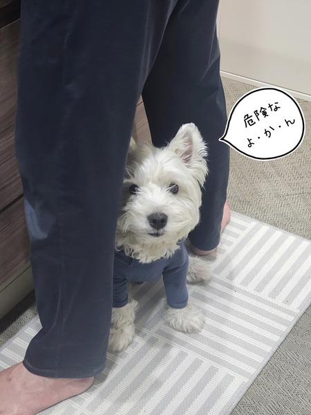 アイペット保険を賢く使う｜犬の減感作療法と治療費と皮膚保護服