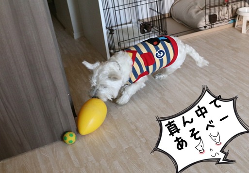 【犬】真ん中でよろしく。　と、ウエスティ飼いの考え