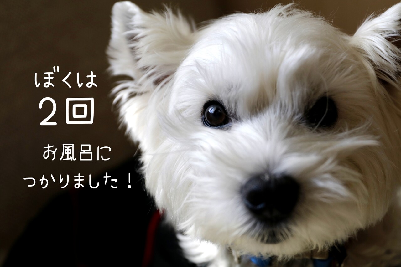 お風呂に2度入れられちゃったわけ たかシェフのおうちごはん と 白い犬 と チワワ Powered By ライブドアブログ お風呂に2度入れられちゃったわけ たかシェフのおうちごはん と 白い犬 と チワワ Powered By ライブドアブログ