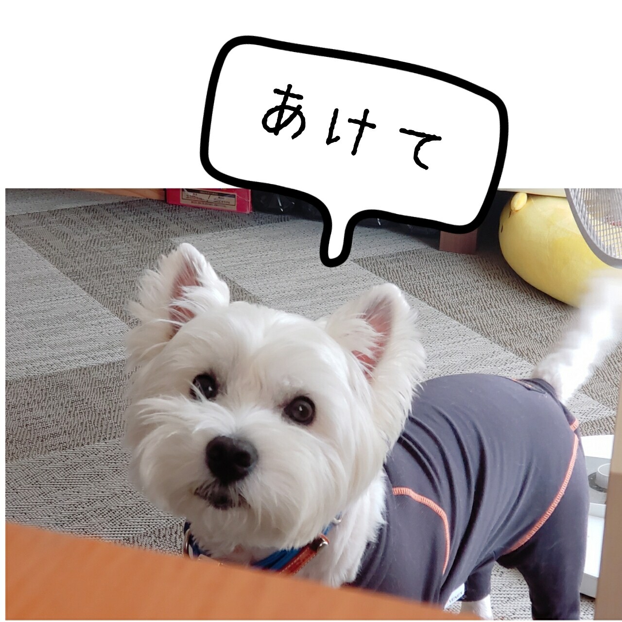 飼い主の好意を受け取ってくれない犬 たかシェフのおうちごはん と 白い犬 と チワワ Powered By ライブドアブログ