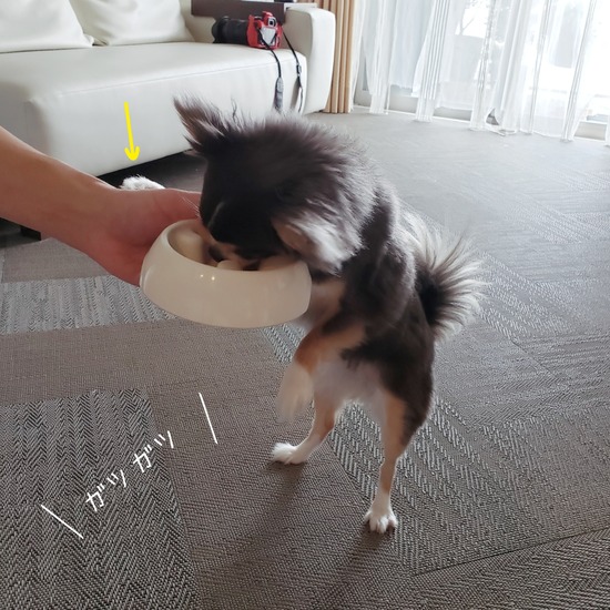 【チワワ】一刻も早く食べたい
