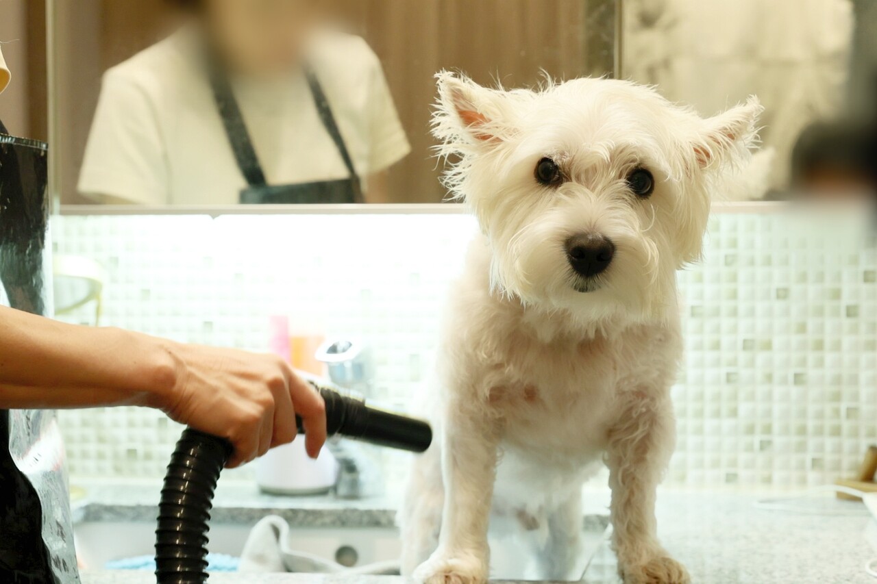 犬の保湿剤 たかシェフのおうちごはん と 白い犬 と チワワ Powered By ライブドアブログ
