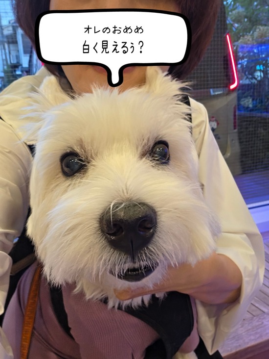 ゆきち、眼科に行く。