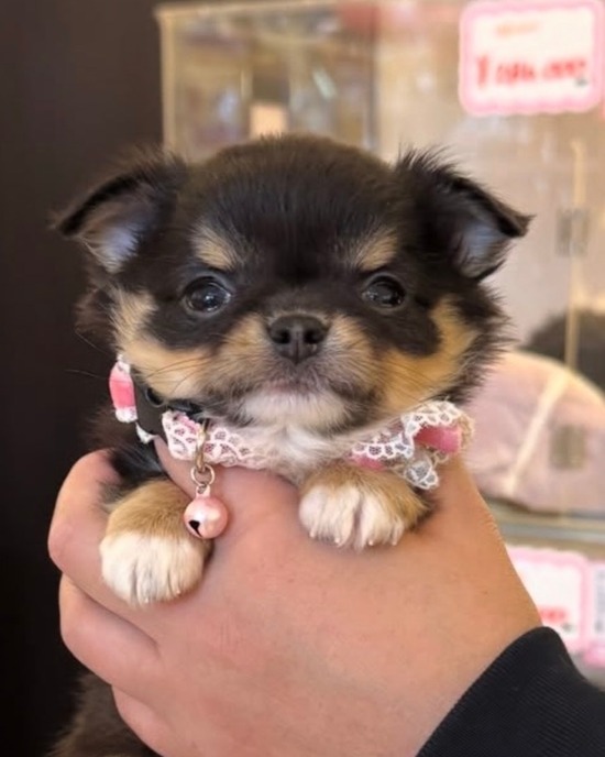 名は、まだない。