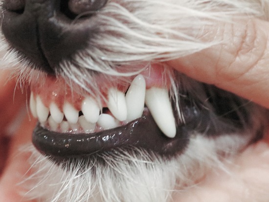【犬】歯石除去の日。