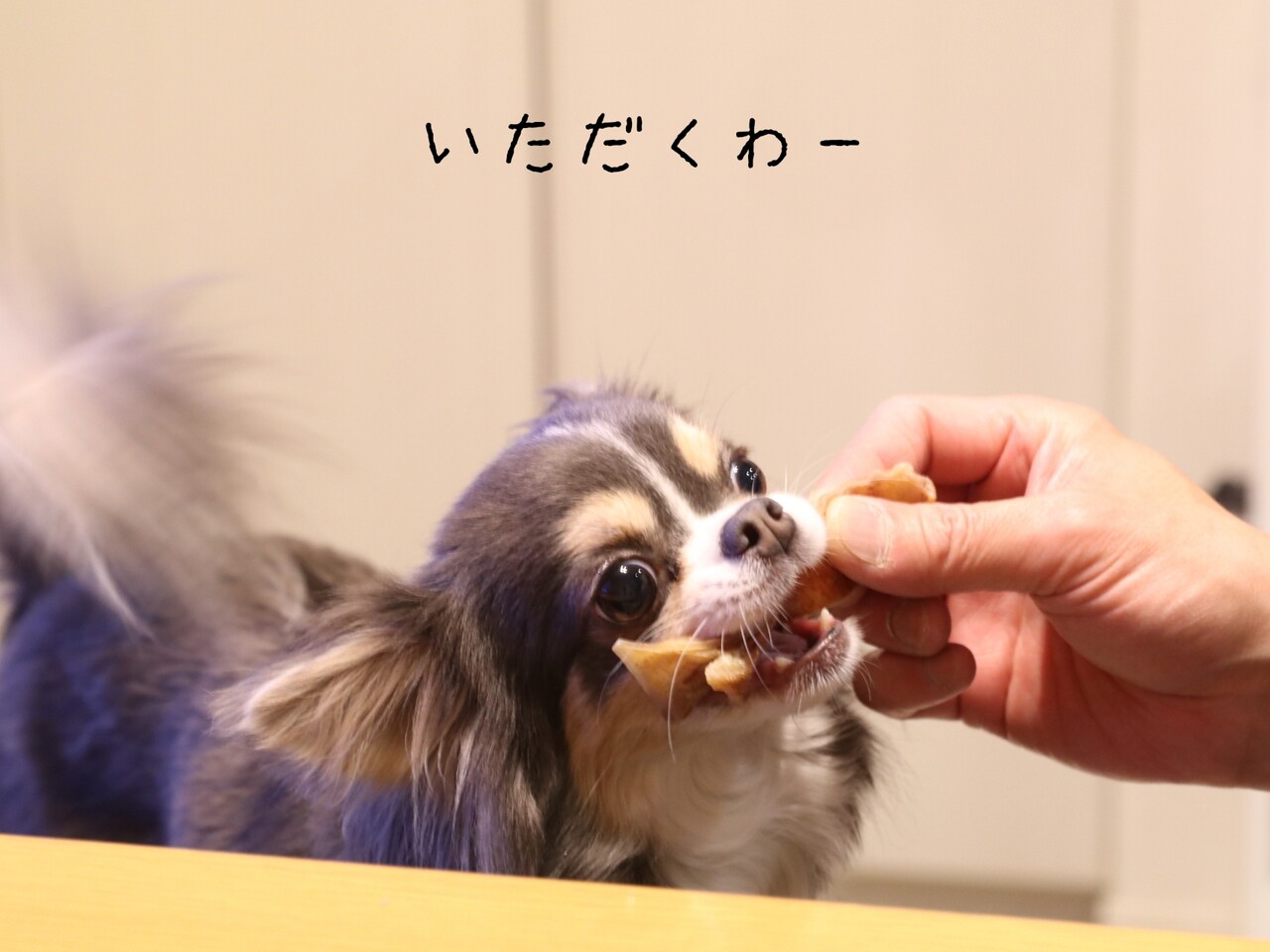 犬 おやつをあげただけなのに たかシェフのおうちごはん と 白い犬 と チワワ Powered By ライブドアブログ 犬 おやつをあげただけなのに たかシェフのおうちごはん と 白い犬 と チワワ Powered By ライブドアブログ