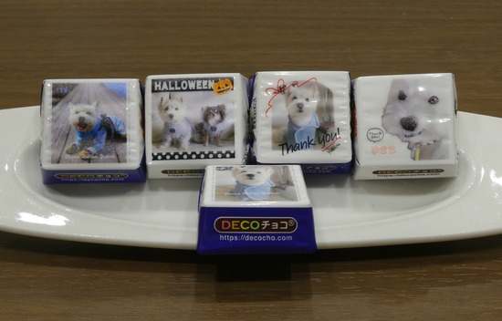 犬イベントのご挨拶にぴったり！うちの子チロルチョコを作ってみた🐾