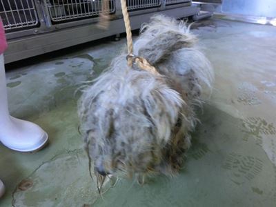 ブランカ引き取り