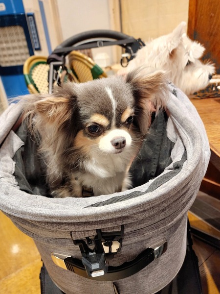 チワワの工夫？！