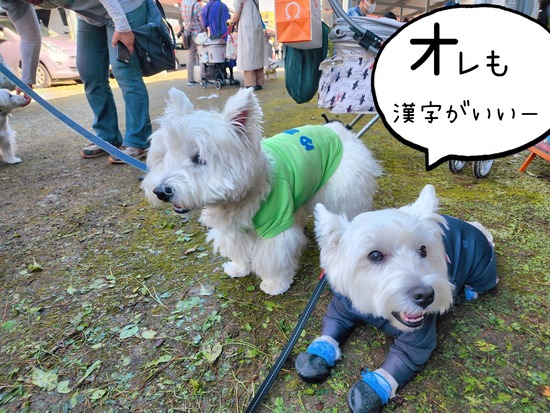 22-10-29-23-10-49-624_deco