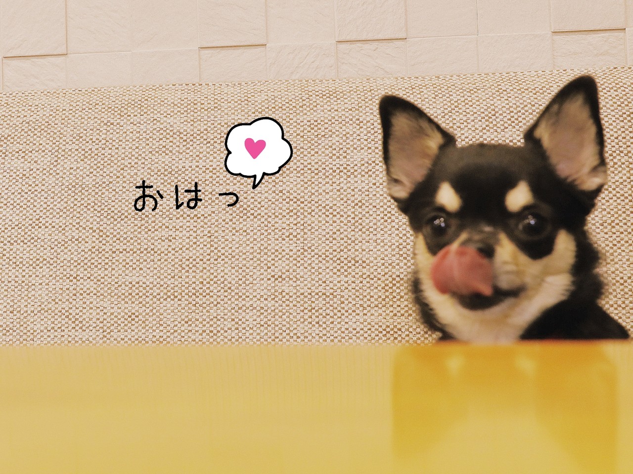 チワワ びびちゃん ２日目 たかシェフのおうちごはん と 白い犬 と チワワ Powered By ライブドアブログ