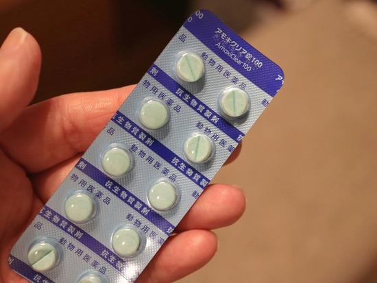 抗生剤に耐性がが出来ている件